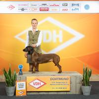 bayrischer gebirgsschweisshund kampioen sieger hondenshow