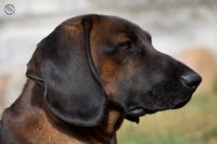 Bayerskbjergschweisshund bjergschweisshund schweisshunde dkk dansk viltsporhund viltspårhund schweisshunde