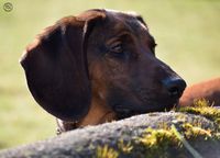 Viltsporhund viltspårhund bayersk trackingroots