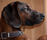 bavarianmountainhound bavarianmountaindog scenthound trackingdog