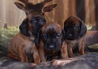 Beierse bergspzweethond puppies