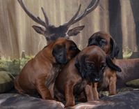 Beierse bergzweethond pups