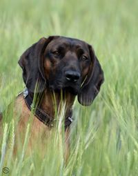 Bavarianmountaindog bmh breeder bavarian mountainhound