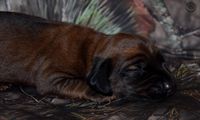 Bavarian mountainhound mountaindog bayrischer gebirgsschweisshund