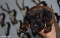 Bayrischergebirgsschweisshund Puppies